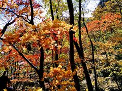 -大连天门山国家森林公园