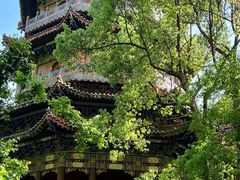 -天目山大树王景区