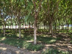 -永定河休闲森林公园