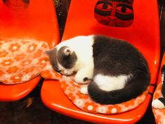 -猫咪博物馆(顶澳仔猫街店)