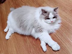 -猫十亿·布偶金渐层·曼基康矮脚猫舍(青年路店)