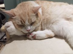 -安格丽娜·狗咖·猫咖羊驼咖(春熙路百盛商场店)