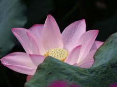 -荔湾湖公园
