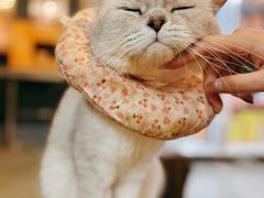 -more than meow吴止猫主题餐厅(承德 中船汇店)