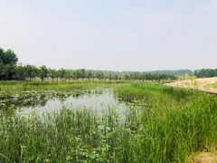 -东郊湿地公园