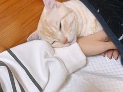 -瑞派宠物医院·24小时骨科·心脏·核磁(哈尔滨南岗店)