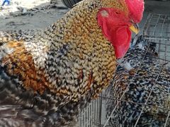 -星悦荟(正兴广场店)