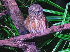 -夜间野生动物园