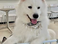 -共舞时光猫咖·狗咖(新街口店)
