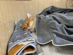 -北京观赏动物医院·24小时大型综合·猫专科·异宠专科