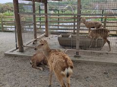 -苏州太湖西山岛开心农场