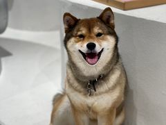 -柴务处·柴犬主题狗咖