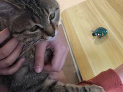 -猫在这儿猫咪咖啡馆·撸猫馆