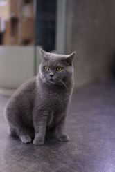 -飛凡TATTOO纹身•原创