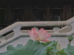 -桂湖森林公园