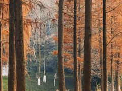 -重庆彩云湖湿地公园