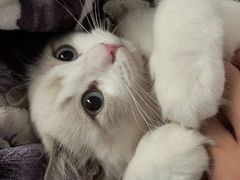 -飞行喵MR PILOT|猫舍·猫咖(静安大融城店)