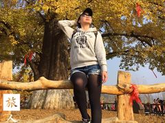 -千年银杏谷文化旅游区