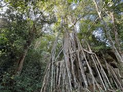 -中国科学院西双版纳热带植物园