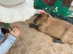 -西霞口神雕山野生动物世界