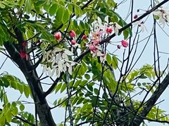 -孔雀湖生态旅游区