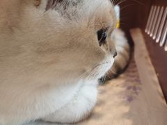 -伟伟宠物医院·瑞派猫友好医院·猫科(光谷店)