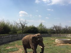 大象-西安秦岭野生动物园