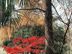 -上海佘山国家森林公园天马山园