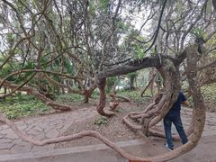 -中国科学院西双版纳热带植物园
