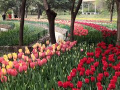 -洛阳郁金香牡丹园