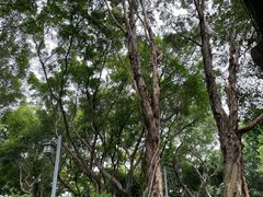-王借岗森林公园