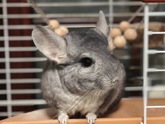 -龙猫仔乐园(惠福东路店)