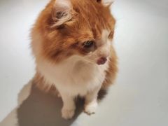 -豆逗聊愈猫阁Easy Life