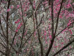 -杭州植物园