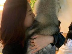 -Husky Go! 哈士奇体验馆·宠物咖啡厅狗咖