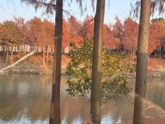 -合肥滨湖国家森林公园