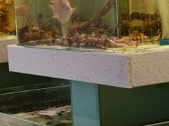 特色鲨鱼煲-至尊鲨鱼·原烹海鲜·新浙菜(拱宸桥店)