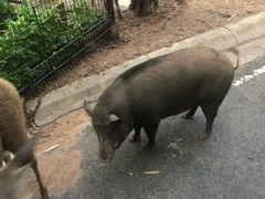 -清迈夜间动物园