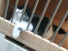 -老吴的猫·猫舍(新区店)
