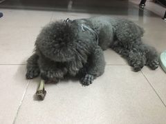 -瑞鹏宠物医院·微创内窥镜·骨外科·牙科(翠竹分院)