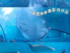 -重庆欢乐海底世界