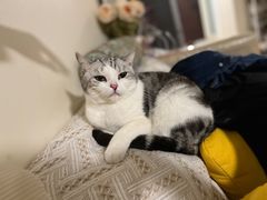 -爱诺耐芙动物医院(万博店)