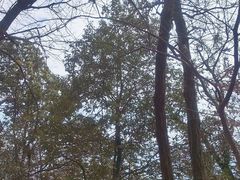-西湖风景区十里琅珰-五云山