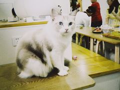 -李小姐の猫咖啡馆(五角场店)