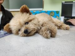 -瑞鹏宠物医院犬猫全科(真大分院)