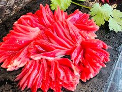 -老码头火锅(骡马市店)