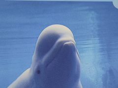 -上海海洋大学鱼文化博物馆(军工路校区)