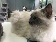 -喵的天空名猫咖啡馆·撸猫·猫舍·用品