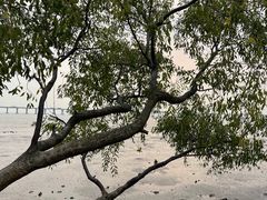 -宝安西湾红树林湿地公园