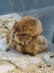 -Moni星球萌宠·小马宝莉·灵蛇·高端高阶全萌宠互动体验俱乐部(红豆国际广场店)